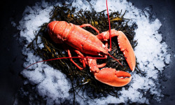 Luximer - Homard De 900g Cuit