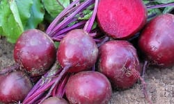 Des Poules et des Vignes à Bourgueil - Betterave rouge 1kg