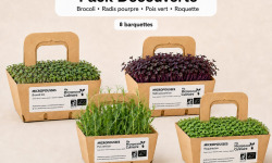 Ma Micropousse culinaire - Micro-pousses bio – Pack Découverte – Brocoli, radis pourpre, pois vert & roquette – 8 barquettes