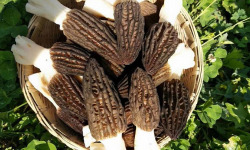Morilles du Lac - [Précommande] Morilles Fraîches De Forêt - 5kg