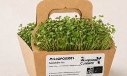 Ma Micropousse culinaire - Micro-pousses bio de coriandre – 16 barquettes