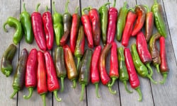HERBA HUMANA - Piment frais Frigitello type Padrón 1kg