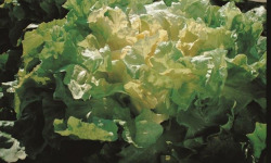Nature et Saveurs - Ferme Aquaponique et Permacole Astérienne - Salade Chicorée Scarole à feuille lisse
