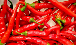 Nature et Saveurs - Ferme Aquaponique et Permacole Astérienne - Piment de Cayenne – Allongé, ardent et plein de caractère