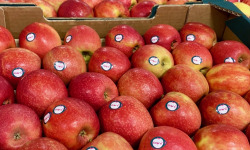 L'OLIVERAIE DU COUDON - POMME CRIP'S  7KG  ( LA CRIPS ET LA PINK LADY DECLASSÉES  ### PROMO ###