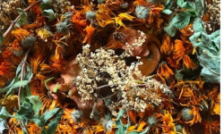 La Cabane à plantes - Infusion Novembre