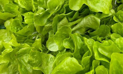 Aux Jardins des Colibris - Panier de salades Bio