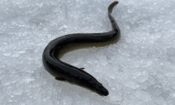 Pêcheur Toni  Micheau - Anguilles Jaunes Sauvages 500g - Vidées (3 À 6 Pièces)