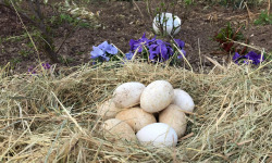 Des Poules et des Vignes à Bourgueil - 6 Œufs D’oies