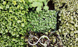 Nature et Saveurs - Ferme Aquaponique et Permacole Astérienne - Micro-pousse en mélange de 3 barquettes