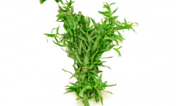 Les Herbes du Roussillon - Estragon Frais