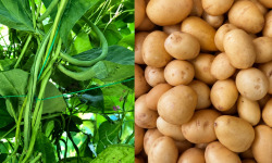 Domaine Reverchon - 1Kg Haricots Verts + 1Kg Grenaille