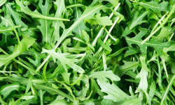 Truffes des Roches - Roquette sauvage - botte de 350g