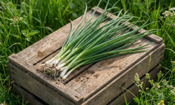 Nature et Saveurs - Ferme Aquaponique et Permacole Astérienne - Oignon Jeune — Ciboule & Cébette du Périgord