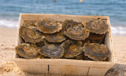 Luximer - Huîtres PLATES de Belon - Bourriche de 50 n°1