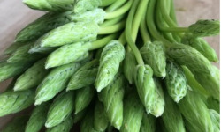 ChâteauFer - Asperge des bois