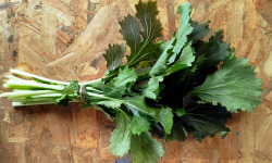 Nature et Saveurs - Ferme Aquaponique et Permacole Astérienne - Mizuna rouge Mazerati – grandes feuilles en bouquet