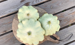 Ferme Sinsac - Pâtissons Bio frais vert ou blanc