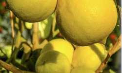 L'OLIVERAIE DU COUDON - CITRONS BIO  ###  9KG ### (PROMO EXCEPTIONNELLE – bien lire la description)
