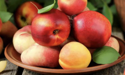 L’Oliveraie du Coudon - PANIER DE FRUITS ( ABRICOTS / PECHE / NECTARINE / PECHE PLATE ) 8KGG
