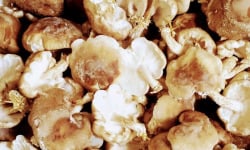 Champinette et Aromates - Shiitakes Frais Bio