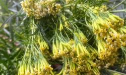 La Cabane à plantes - Tagete minuta fraîche