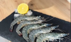 Agriloops - Gambas de Bretagne 5kg -(calibre 30 - 50)