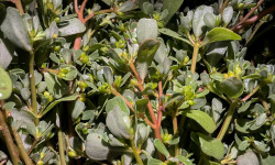 Naturélium - pourpier frais sauvage
