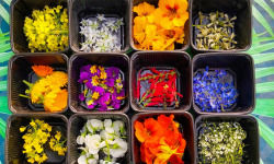 Nature et Saveurs - Ferme Aquaponique et Permacole Astérienne - Fleurs comestibles assortiment – éclat & finesse gastronomique