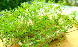 Nature et Saveurs - Ferme Aquaponique et Permacole Astérienne - Micropousses d'aneth coupées - 20g
