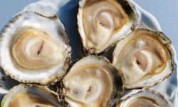 Huîtres Prat-Ar-Coum Alain Madec - Huître plate n°00x24