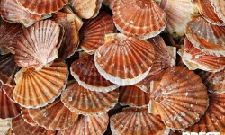 Brest Marée - Coquilles St Jacques de la rade de Brest - 1kg