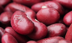 Mon Petit Producteur - Haricot Rouge Bio [1kg]