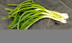 Nature et Saveurs - Ferme Aquaponique et Permacole Astérienne - Oignon Jeune Blanc