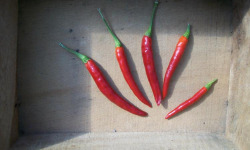 HERBA HUMANA - Piment frais de Cayenne - 300g