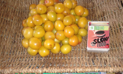 LES JARDINS DE KARINE - Prune Myrobolan jaune - 1kg