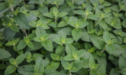 Maison Argentain - Menthe Pamplemousse - 70g