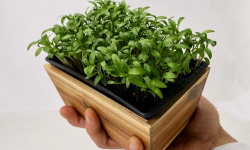 Horssol - Ferme urbaine - Micro-pousse de Coriandre x4 barquettes