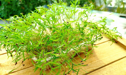 Nature et Saveurs - Ferme Aquaponique et Permacole Astérienne - Micropousse d’aneth coupée – fraîche et raffinée