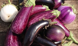 HERBA HUMANA - Aubergine mélange - 5kg