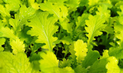 Nature et Saveurs - Ferme Aquaponique et Permacole Astérienne - Jeunes feuilles de Wasabino — fraîcheur vive et relief épicé