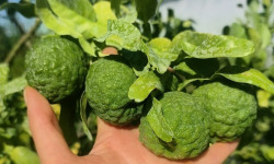 Nature et Saveurs - Ferme Aquaponique et Permacole Astérienne - Combava fruit - Pièce