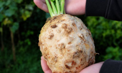 Naturélium - Céleri-rave bio de la Drôme
