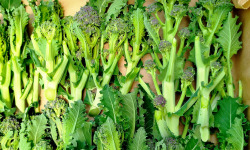 Nature et Saveurs - Ferme Aquaponique et Permacole Astérienne - Brocoletto gastronomiques Rioja — finesse hivernale