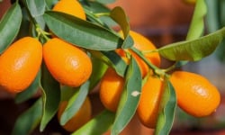 L’Oliveraie du Coudon - Kumquat 500 GR ( BIO )