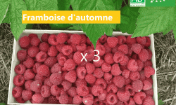 LES JARDINS DE KARINE - Framboise d'automne surgelée - 3 kg
