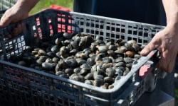 Aperibay – Les Shellfarmers épicuriens - Palourdes 5kg