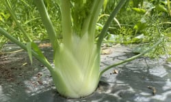 Le Potager de Sainte-Hélène - Fenouil