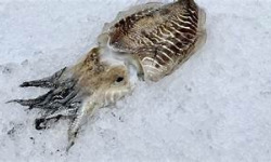 Notre poisson - seiche non préparer