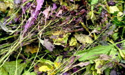 Nature et Saveurs - Ferme Aquaponique et Permacole Astérienne - Jeunes pousses séchées – condiment végétal concentré